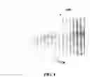Fig. 02 - ELECTRONIC DEVICES AND PROCESSES FOR FORMING THE SAME