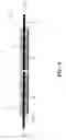 Fig. 10 - Flexible solar power collector