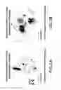 Fig. 04 - Delivery of micro- and nanoparticles with blood platelets