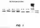 Fig. 02 - GENOMIC POLYMORPHISM FOR PREDICTING THERAPEUTIC RESPONSE