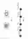 Fig. 02 - Polymer-chain-grafted carbon nanocapsule