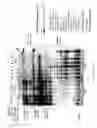 Fig. 33 - Recombinase polymerase amplification