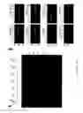 Fig. 43 - Recombinase polymerase amplification