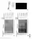 Fig. 59 - Recombinase polymerase amplification