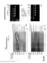 Fig. 60 - Recombinase polymerase amplification