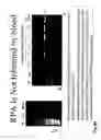 Fig. 69 - Recombinase polymerase amplification