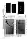 Fig. 70 - Recombinase polymerase amplification