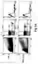 Fig. 04 - Assays for preimplantation factor and preimplantation factor peptides