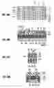 Fig. 35 - Nonvolatile semiconductor memory and a fabrication method thereof