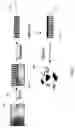 Fig. 02 - Magnetic porous particles and method of making