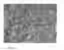 Fig. 02 - Premixed biological hydraulic cement paste composition and using the same