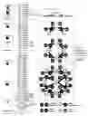 Fig. 01 - Preservative solution for cells, tissues and organs containing rare sugar and preservative method thereof