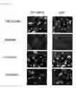 Fig. 05 - Preservative solution for cells, tissues and organs containing rare sugar and preservative method thereof