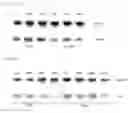 Fig. 07 - Preservative solution for cells, tissues and organs containing rare sugar and preservative method thereof