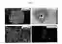Fig. 02 - Hormone responsive tissue culture system and uses thereof