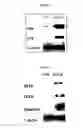 Fig. 04 - Hormone responsive tissue culture system and uses thereof