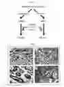 Fig. 06 - Hormone responsive tissue culture system and uses thereof