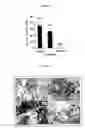 Fig. 08 - Hormone responsive tissue culture system and uses thereof