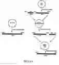 Fig. 12 - HCV multiple epitope fusion antigens with modified proteolytic cleavage sites and uses thereof