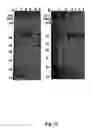 Fig. 34 - HCV multiple epitope fusion antigens with modified proteolytic cleavage sites and uses thereof