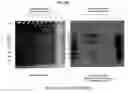 Fig. 08 - CHROMATOGRAPHIC METHODS FOR ASSESSING ADENOVIRUS PURITY