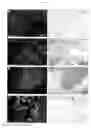 Fig. 37 - Stra6 polypeptides