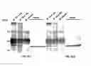 Fig. 01 - ECAT16 gene expressed specifically in ES cells and utilization of the same
