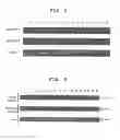 Fig. 02 - ECAT16 gene expressed specifically in ES cells and utilization of the same