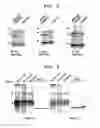 Fig. 04 - ECAT16 gene expressed specifically in ES cells and utilization of the same