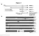 Fig. 02 - HUMAN MAP2 GENE PROMOTER