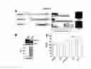 Fig. 03 - HUMAN MAP2 GENE PROMOTER