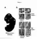 Fig. 04 - HUMAN MAP2 GENE PROMOTER