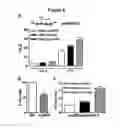 Fig. 06 - HUMAN MAP2 GENE PROMOTER