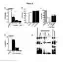 Fig. 07 - HUMAN MAP2 GENE PROMOTER