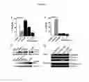 Fig. 08 - HUMAN MAP2 GENE PROMOTER