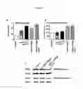 Fig. 09 - HUMAN MAP2 GENE PROMOTER
