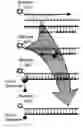 Fig. 01 - MATERIALS AND METHODS FOR DETECTION OF HEPATITIS C VIRUS