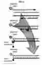 Fig. 02 - MATERIALS AND METHODS FOR DETECTION OF HEPATITIS C VIRUS