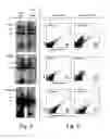 Fig. 04 - Targeted integration into the PPP1R12C locus