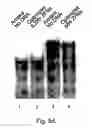 Fig. 12 - Targeted integration into the PPP1R12C locus