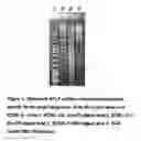 Fig. 02 - O157:H7 bacteriophage and uses thereof