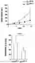 Fig. 01 - Combination Therapy for Preventing Angiogenesis