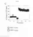 Fig. 07 - Compositions and Methods For Treatment of Disorders of Protein Aggregation