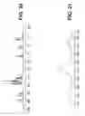 Fig. 22 - Forms of [R-(R*,R*)]-2-(4-fluorophenyl)-β,δ-dihydroxy-5-(1-methylethyl)-3-phenyl-4-[(phenylamino)carbonyl]-1H-pyrrole-1-heptanoicacid calcium salt (2:1)