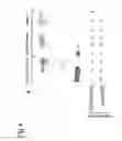Fig. 05 - Method by Using Human or Mice-Isg12 to Develop and Prepare Drugs and  Single Nucleotide Polymorphism in the Isg12 Gene for Diagnostic Use