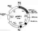 Fig. 01 - Method for differentiating mesenchymal stem cells into steroid-producing cells