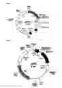 Fig. 06 - Method for differentiating mesenchymal stem cells into steroid-producing cells