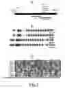 Fig. 06 - EMP4 gene