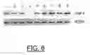 Fig. 08 - EMP4 gene