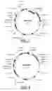 Fig. 09 - EMP4 gene